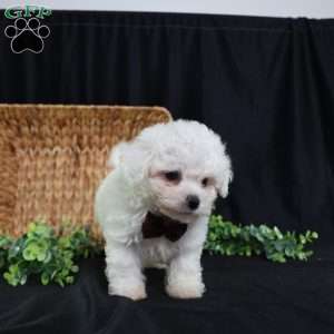 Nicky (Tiny), Bichon Frise Puppy